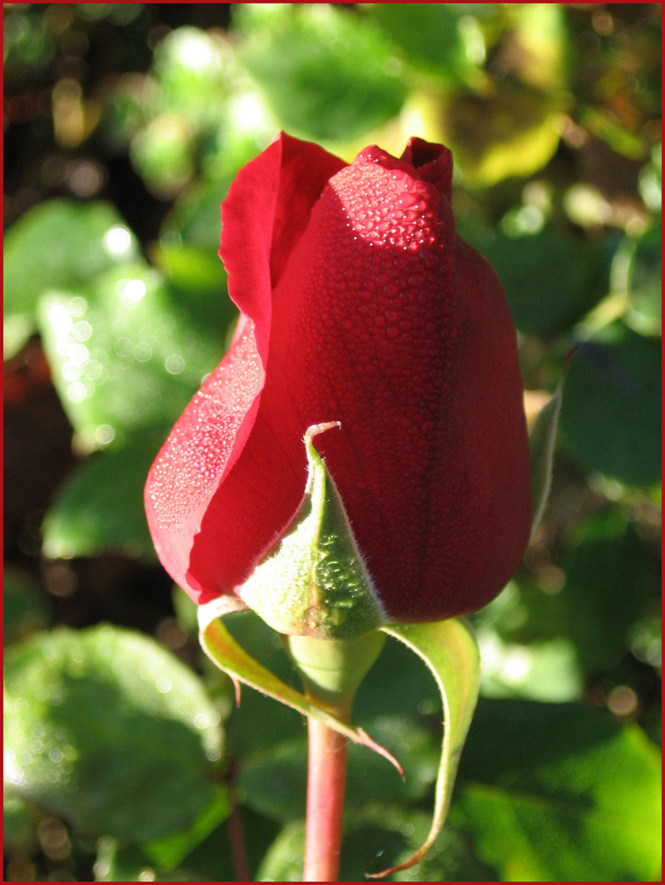 Rosenknospen im Oktober