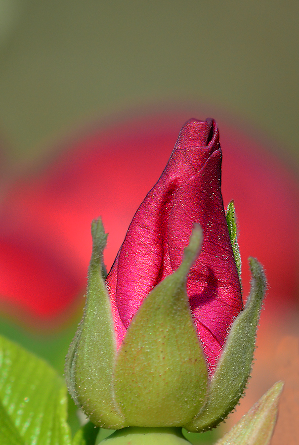 Rosenknospen im September