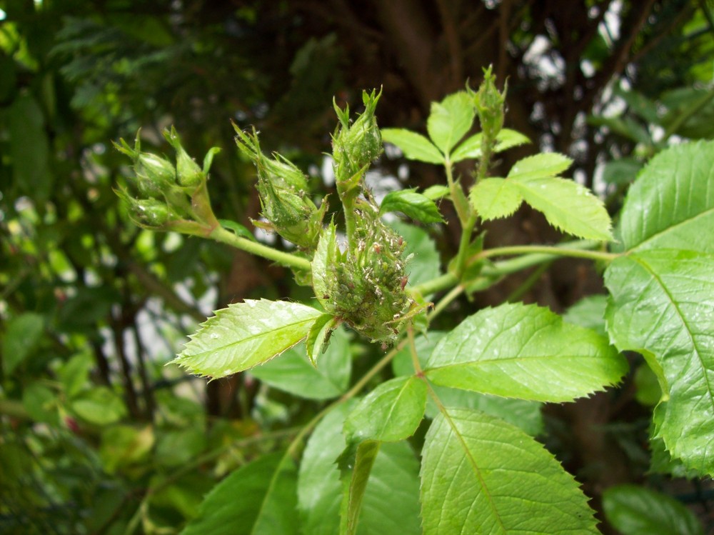 Rosenknospen und ihr Leben