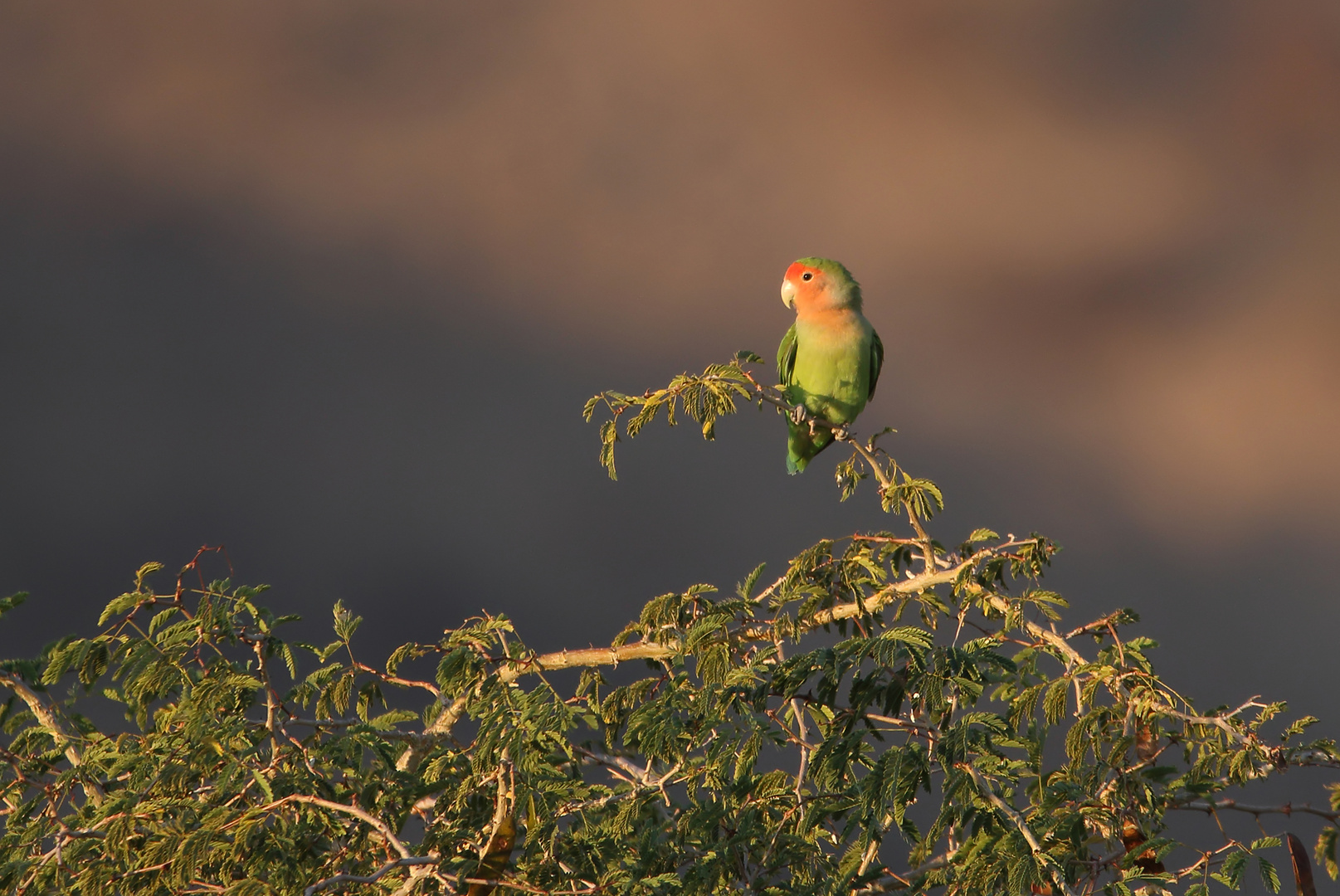 Rosenköpfchen (Agapornis roseicollis)