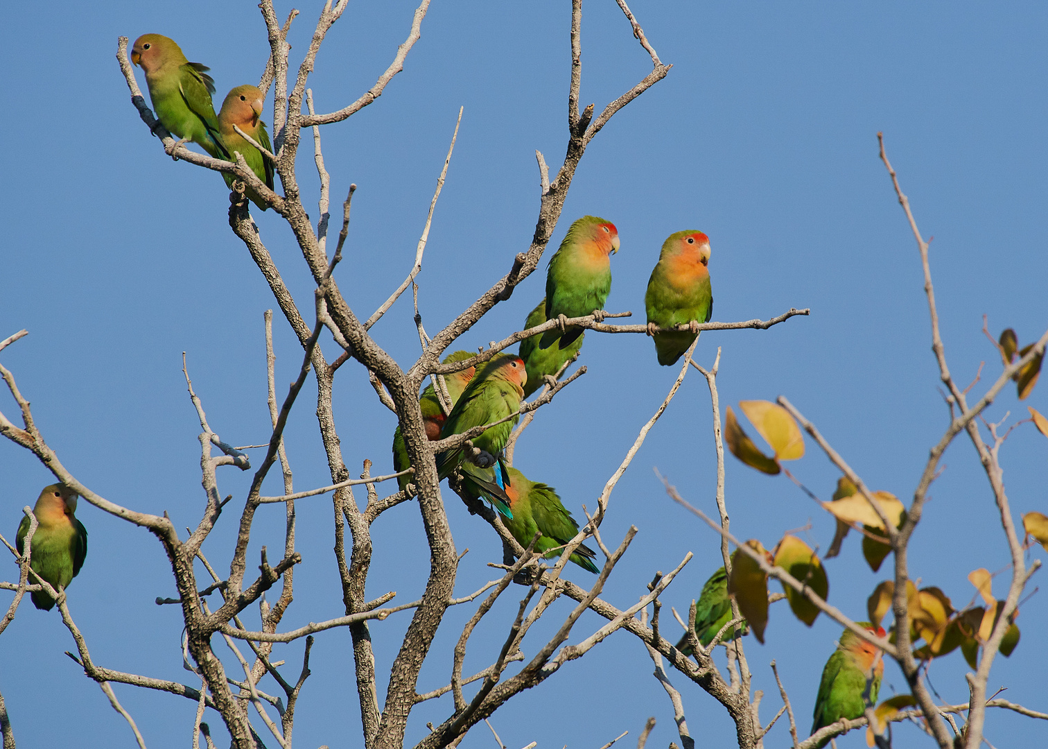 Rosenköpfchen in Namibia 