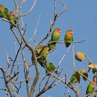 Rosenköpfchen in Namibia 