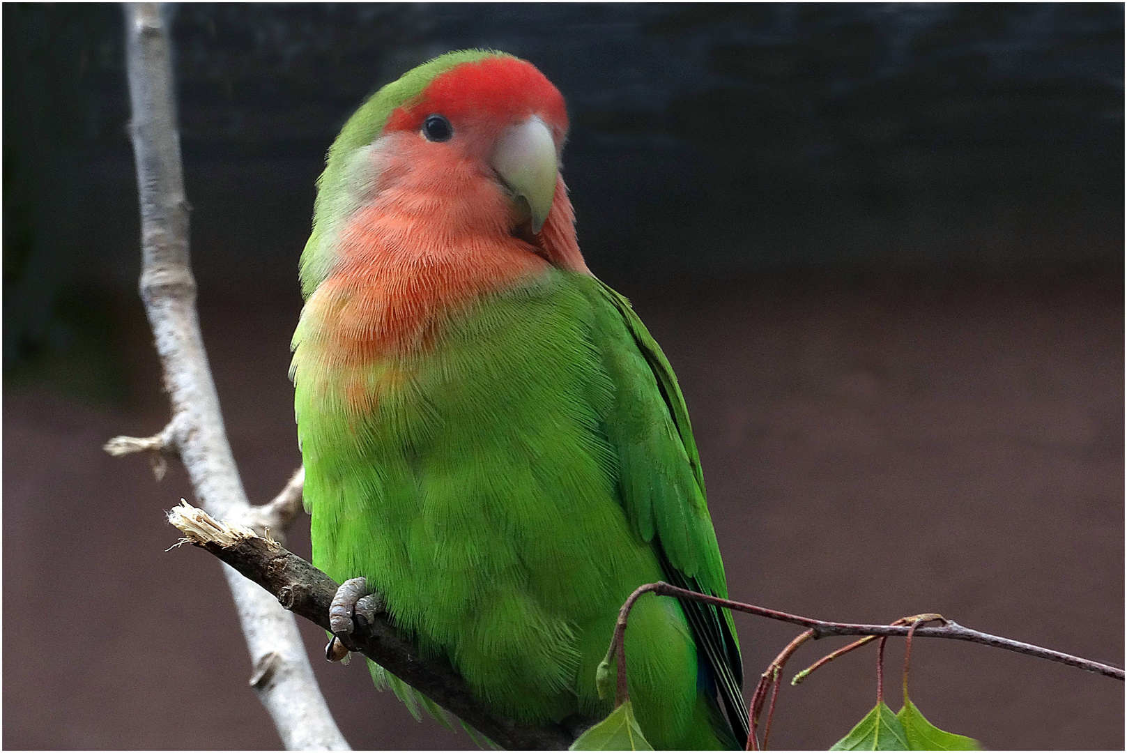 Rosenköpfchen (Unzertrennliche -Agaporniden) Zoo Neuwied