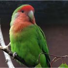 Rosenköpfchen (Unzertrennliche -Agaporniden) Zoo Neuwied