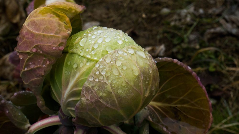 rosenkohl,...