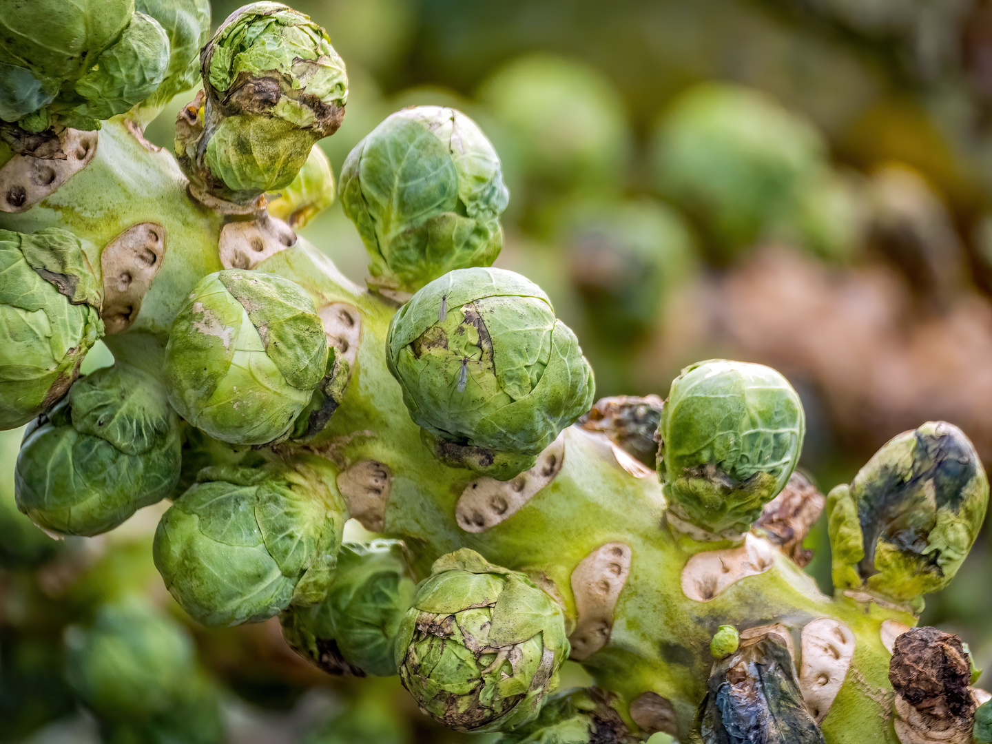 "ROSENKOHL" - ja aber nicht alleine!