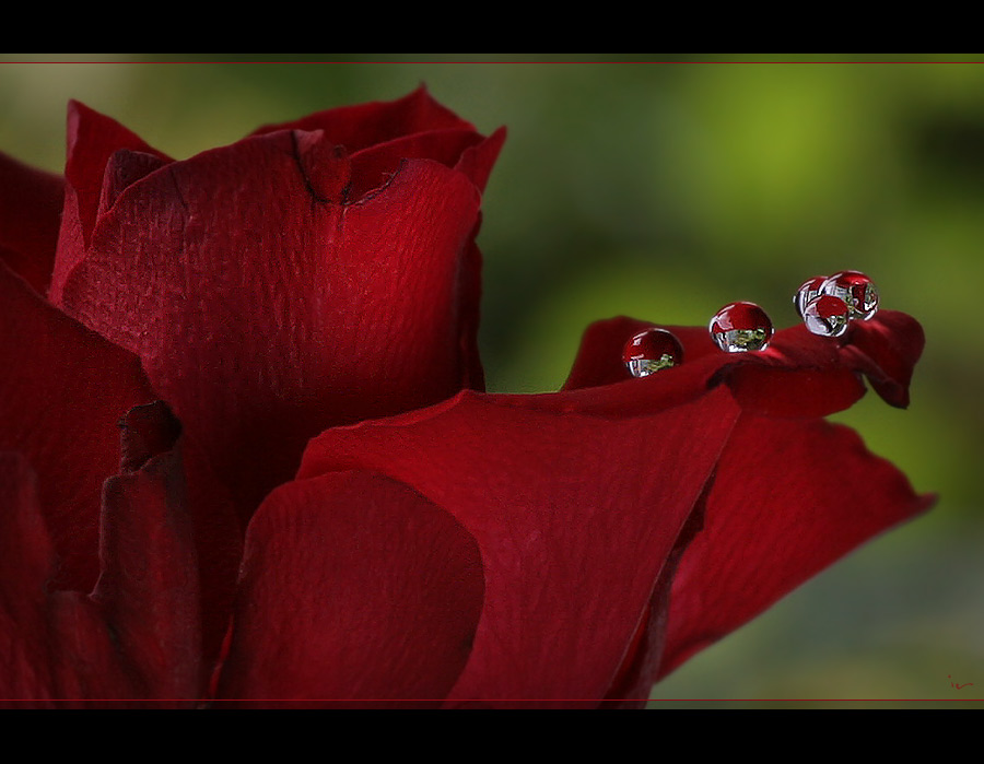 Rosenkugeln ;-)