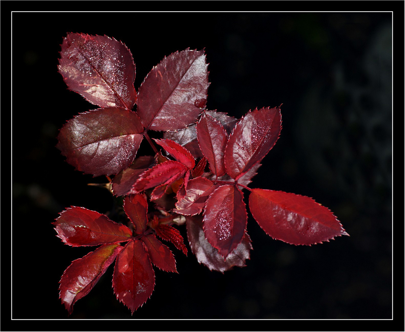 Rosenlaub im Herbst