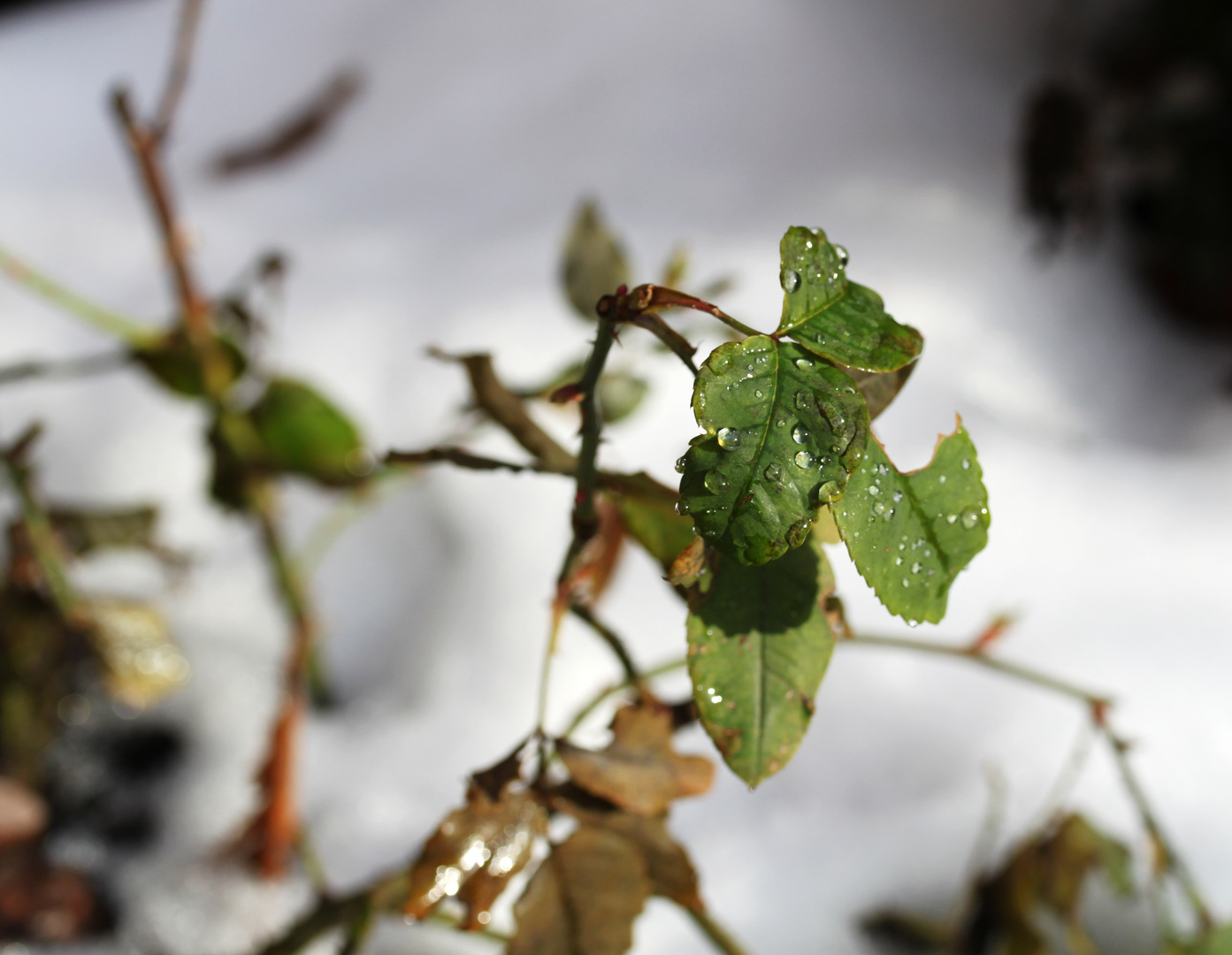 Rosenlaub im Schnee