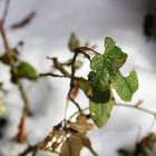 Rosenlaub im Schnee