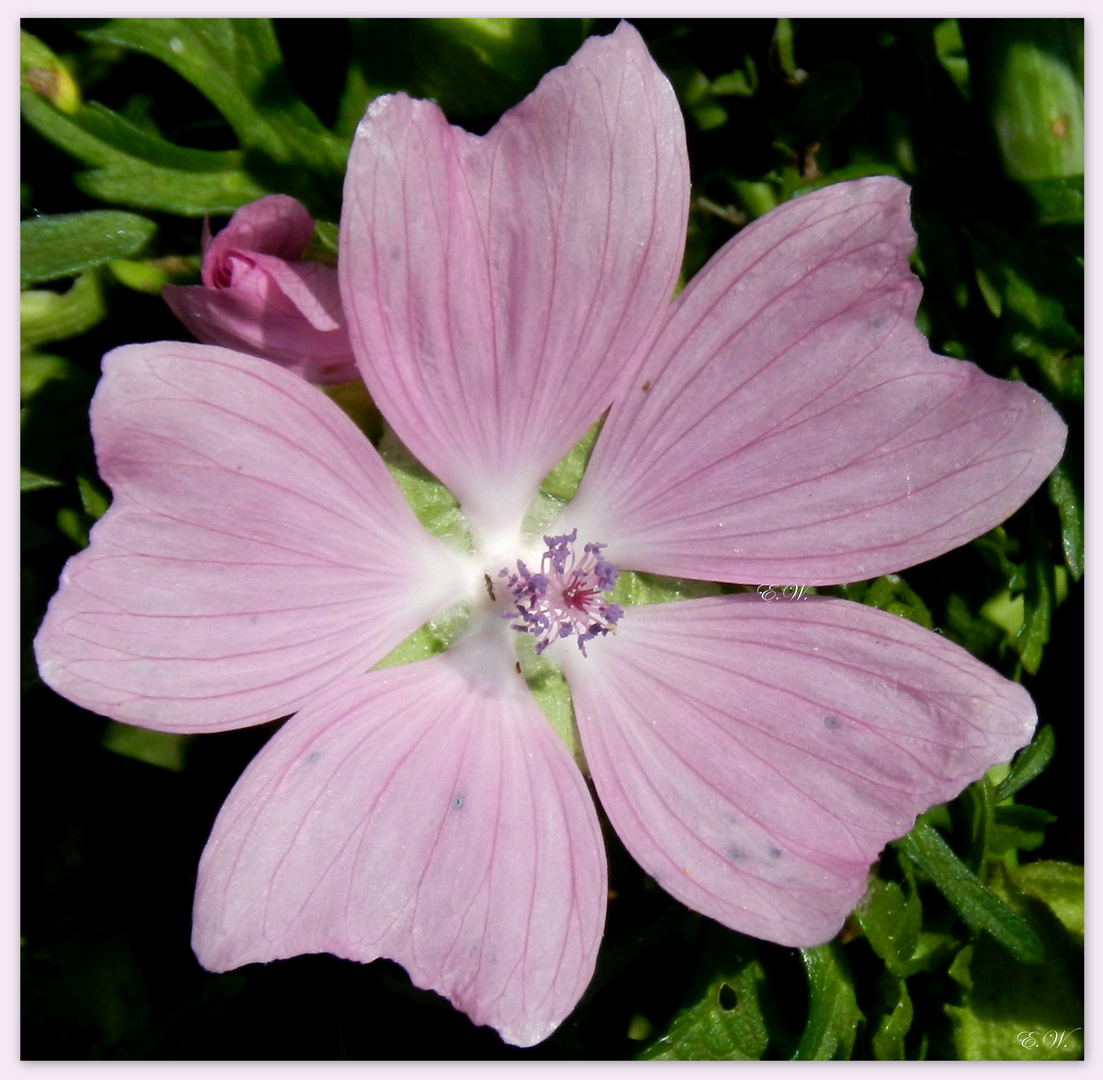 Rosenmalve, Siegmarswurz (Malve alcea)