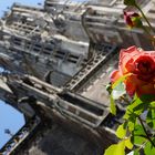 Rosenmarkt am Ulmer Münster