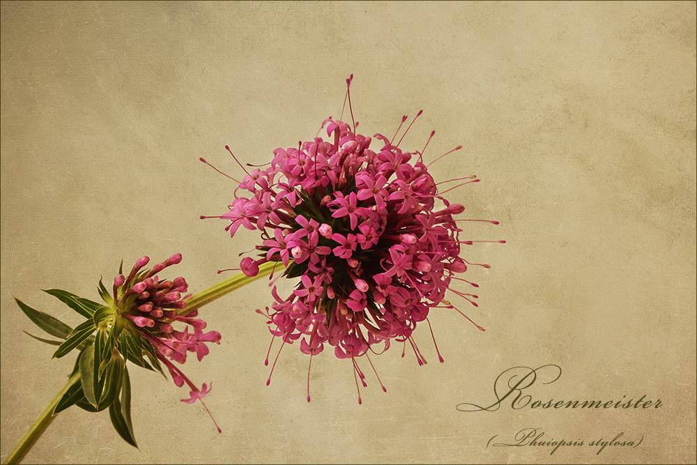 Rosenmeister - kleine rosa Blütchen in großer Zahl....