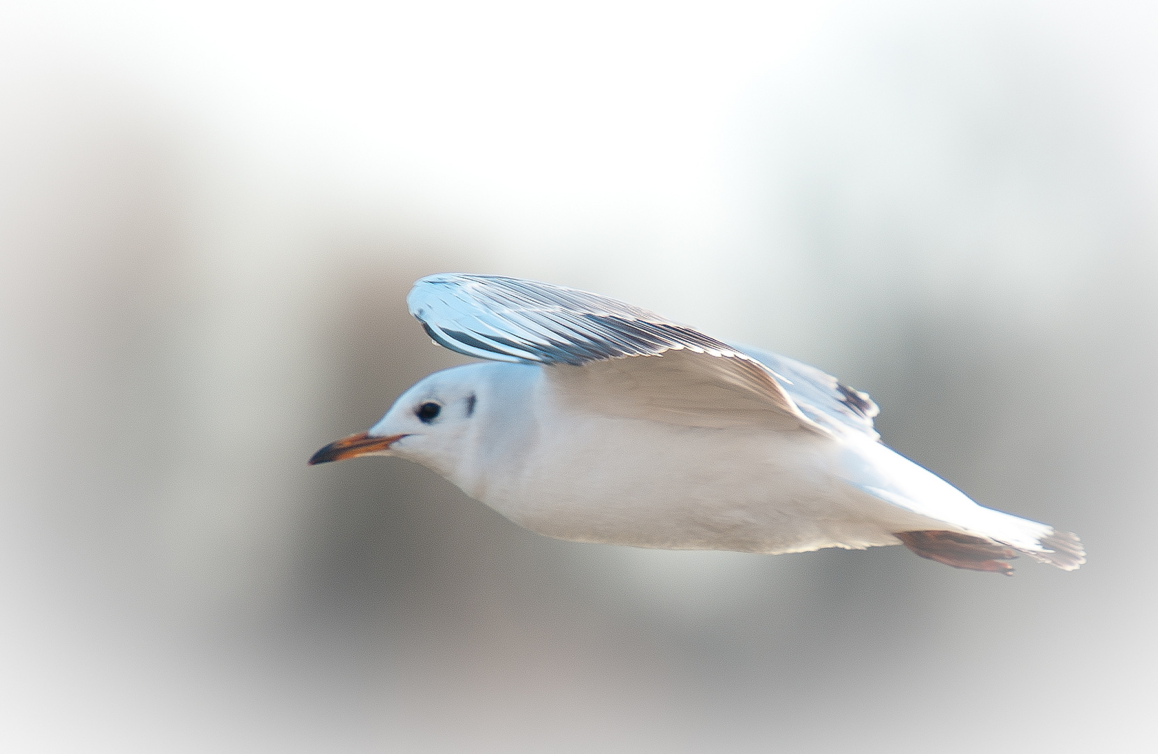 Rosenmontag: Möwe im Eisvogelkostüm?