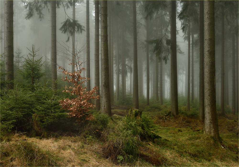 Rosenmontagsfichtennebelwald