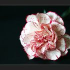 rosenmontagsschönheit #1
