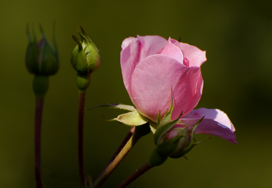 Rosenmorgen