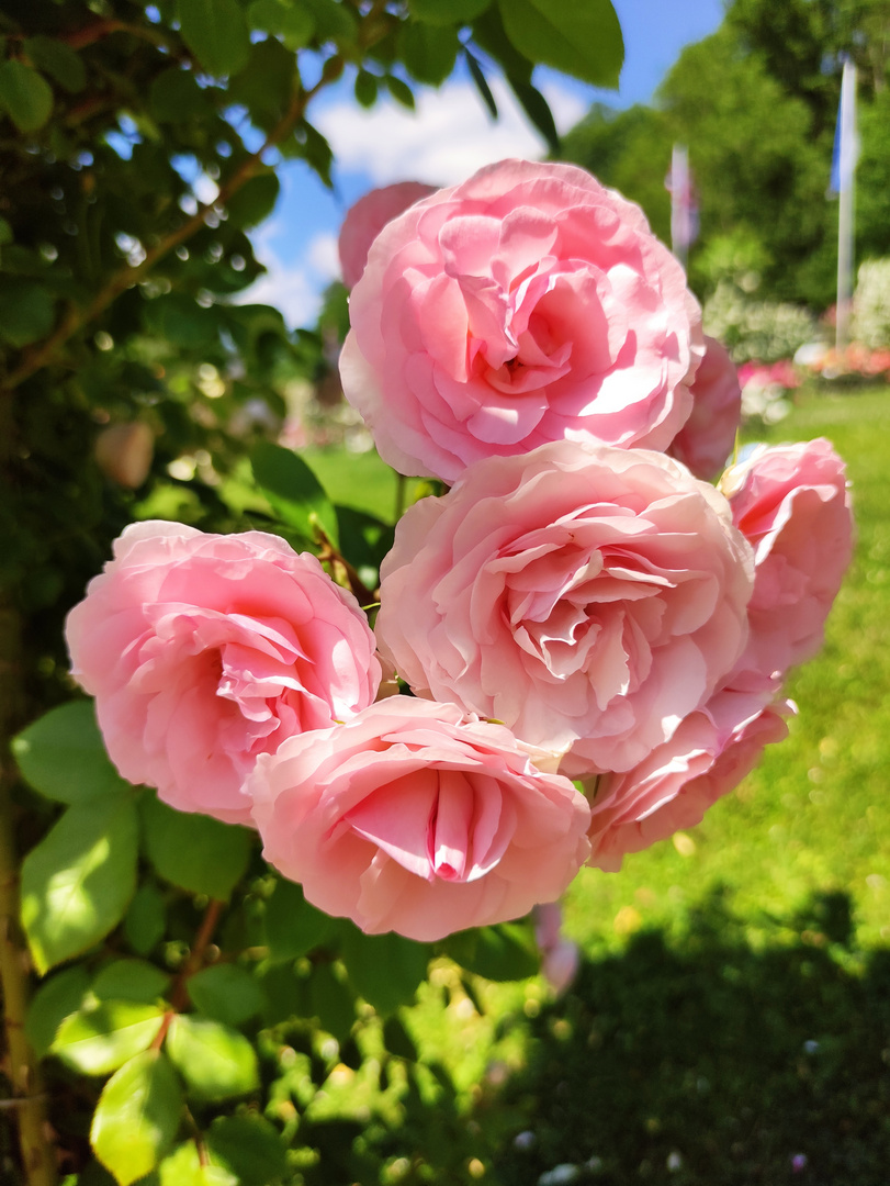 Rosenneuheitengarten Baden-Baden