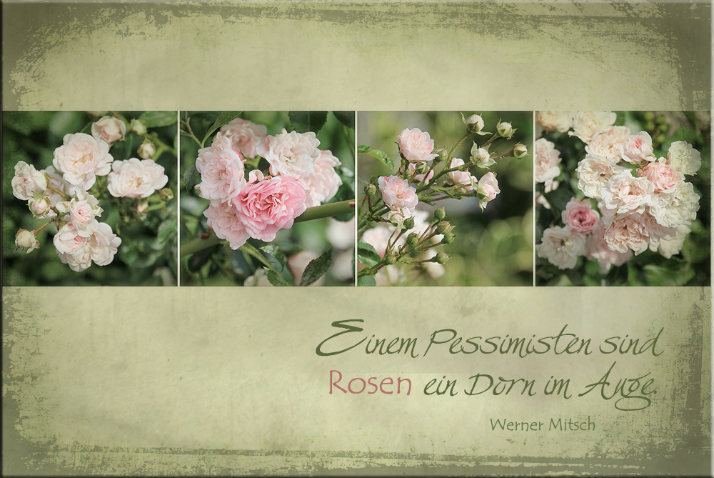 ROSENNOSTALGIE