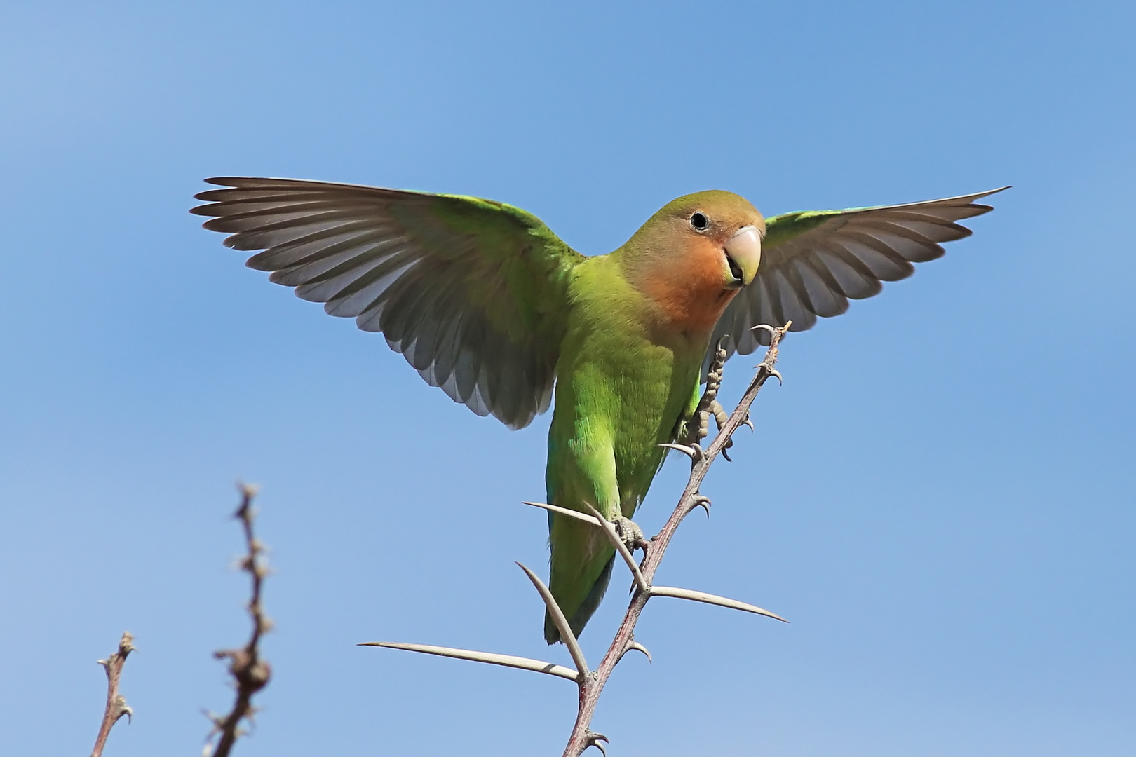 Rosenpapagei, Namibia