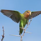 Rosenpapagei, Namibia