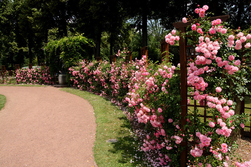 Rosenpark in Nancy