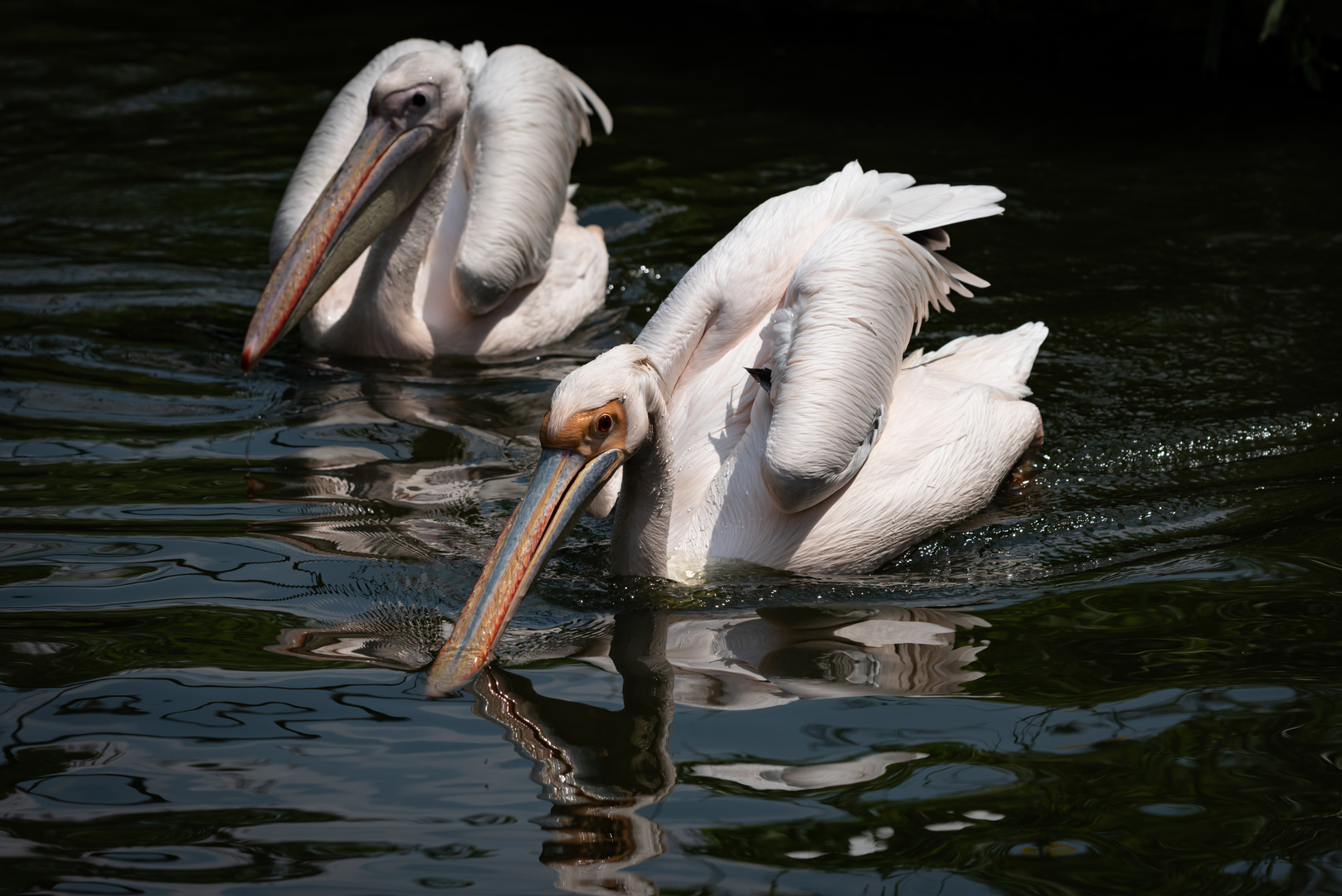 Rosenpelikane aus dem Kölner Zoo