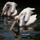 Rosenpelikane aus dem Kölner Zoo