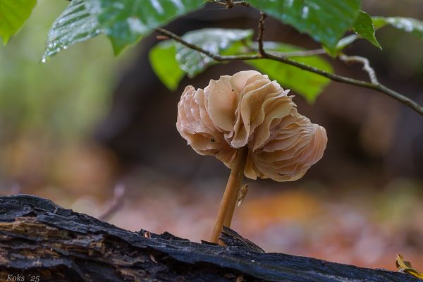 Rosenpilz - Pilzrose