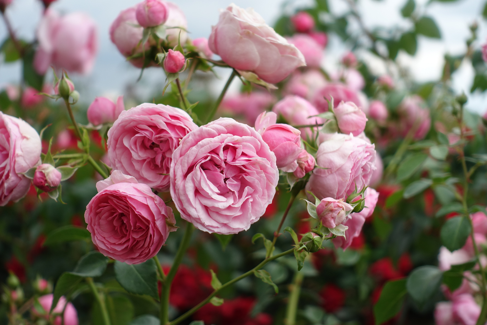 Rosenplantage in Steinfurth (Wetterau)