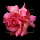 Rosenportrait # Retrato de una rosa