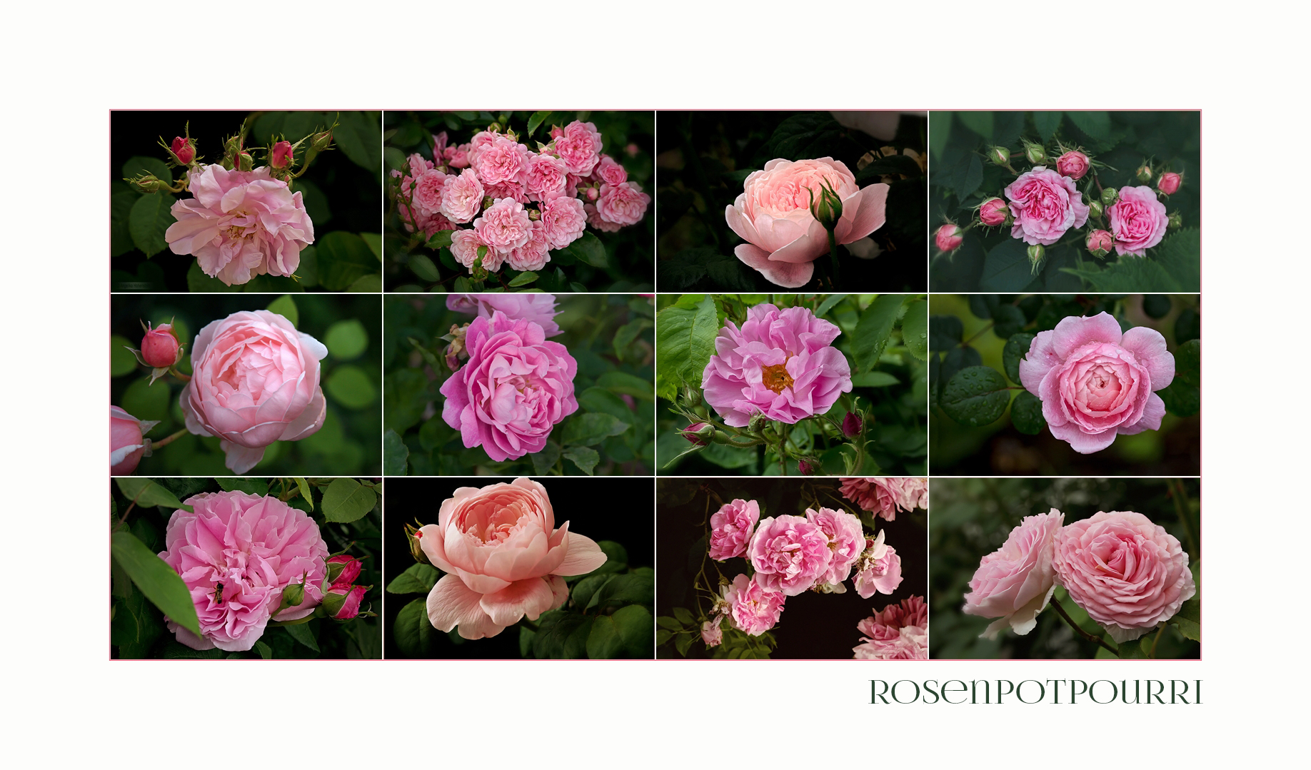 Rosenpotpourri - aus meinem Garten....