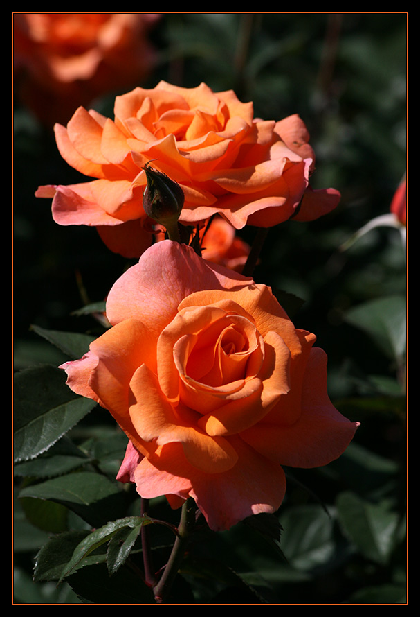 Rosenpracht auf der Insel Mainau