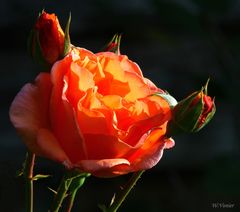 Rosenpracht bei Sonnenaufgang