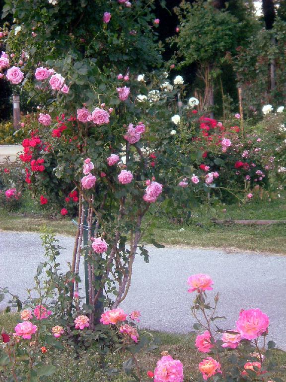 Rosenpracht im Donaupark