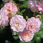 Rosenpracht im Rosengarten Beutig bei Baden-Baden