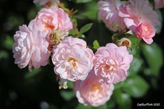 Rosenpracht im Rosengarten Beutig bei Baden-Baden