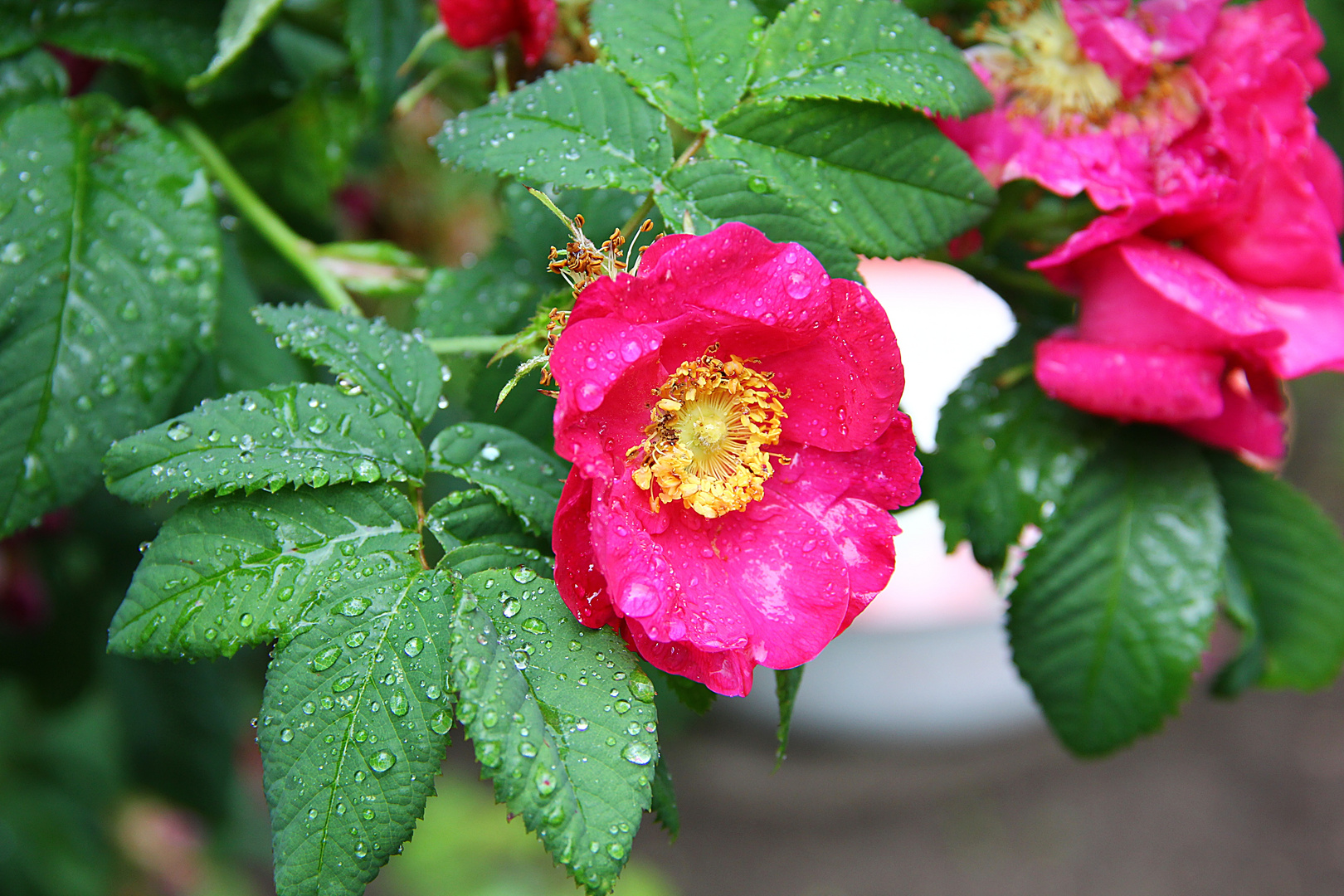 Rosenregen-Regenrosen?