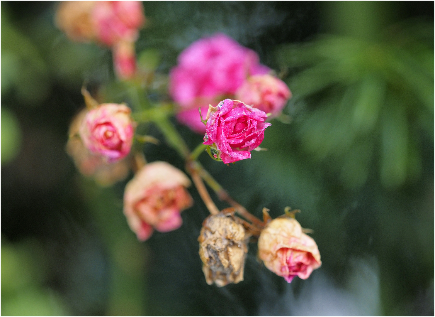 Rosenreste im eigenen Garten