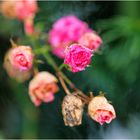 Rosenreste im eigenen Garten
