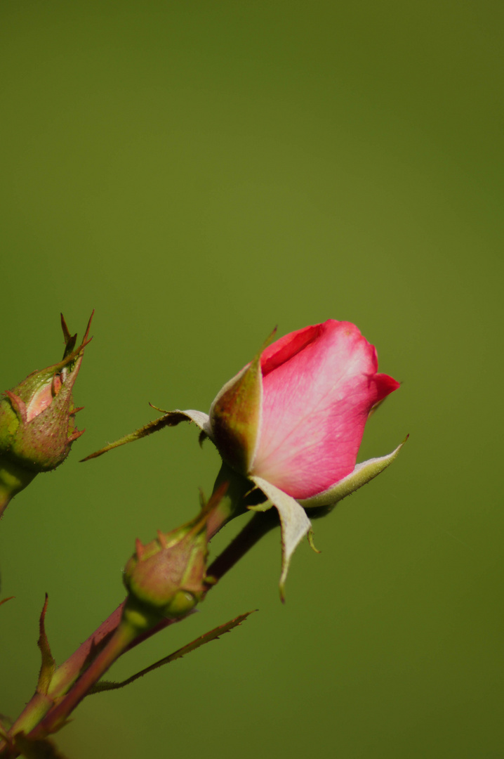 Rosenrosa