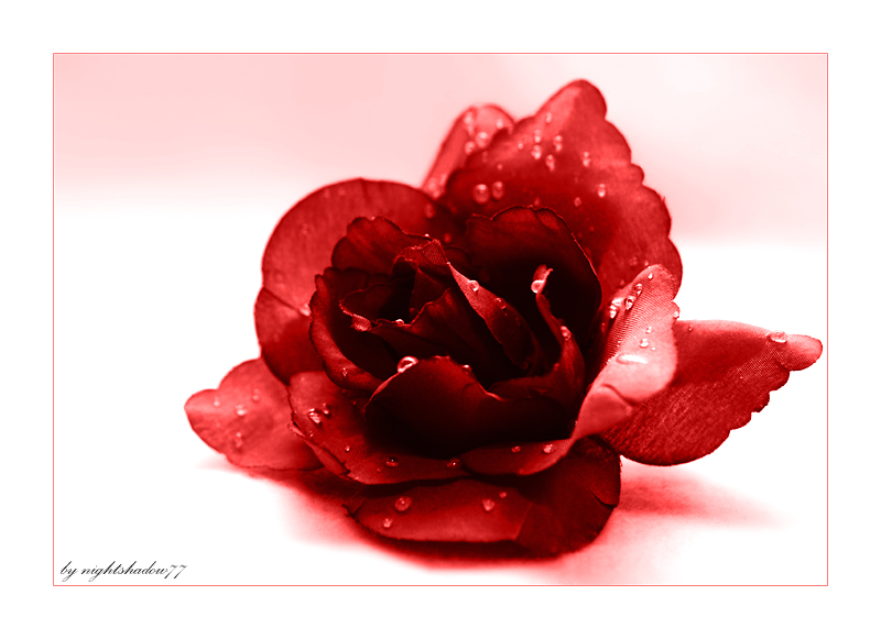 Rosenrot