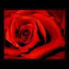 Rosenrot