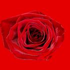 RosenRot 2