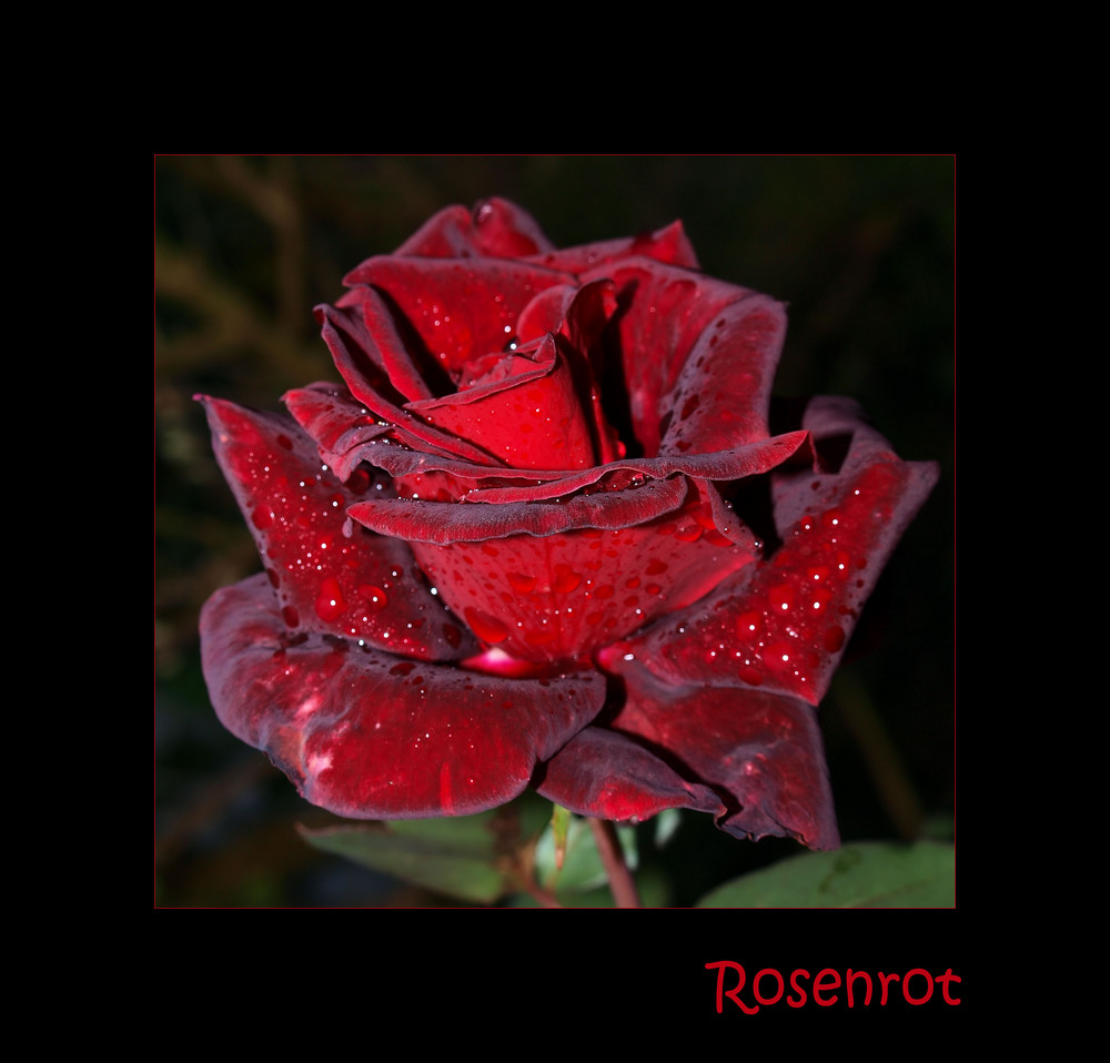 Rosenrot