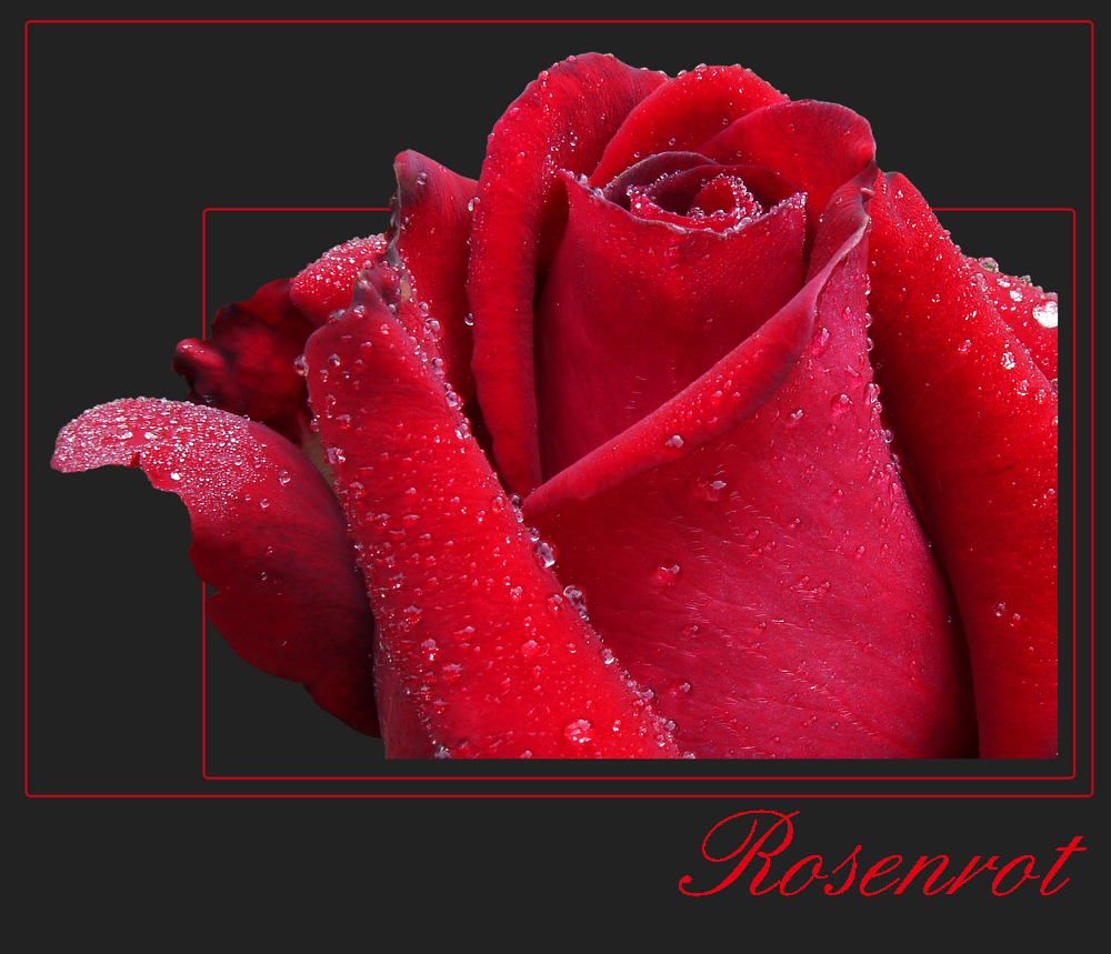 Rosenrot