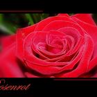 ~ Rosenrot ~