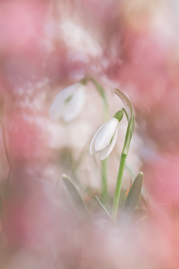 "Rosenrot" aus dem Album "Traumfabrik"