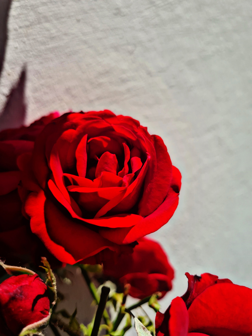 Rosenrot