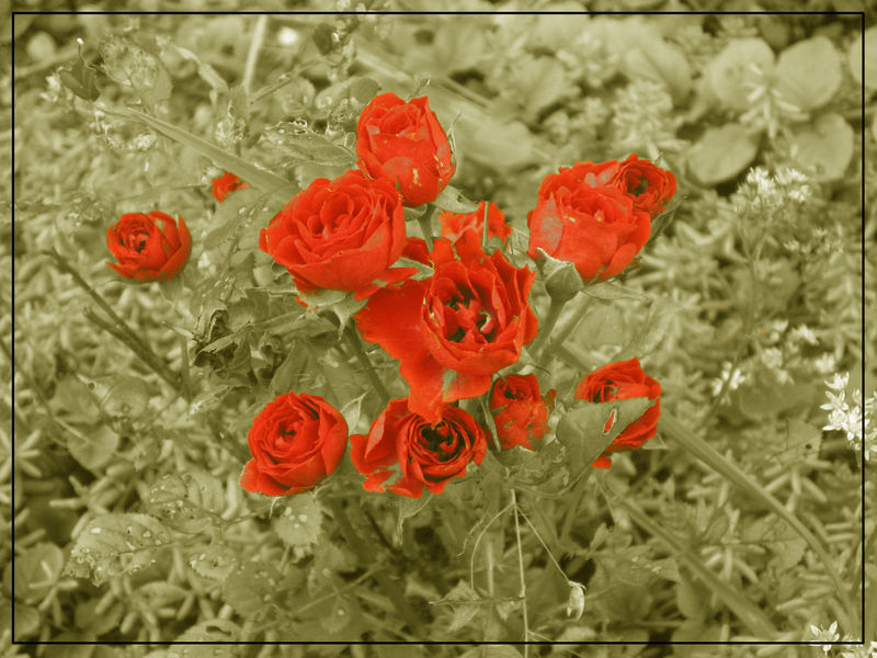 Rosenrot